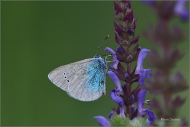 <p>MODRÁSEK KOZINCOVÝ (Glaucopsyche alexis) jižní Morava - Poudřanská step ---- /Green-underside blue butterfly - Alexis-Bläuling/</p>
